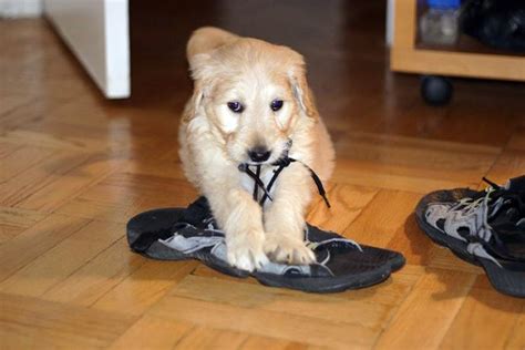 When your shoes have stiff backs, they aren't always comfortable. Dog Chewing Everything? Here is How to Stop Them!