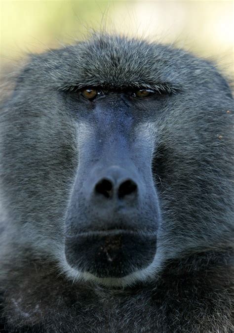 Alpha Baboons Highly Stressed Despite Plentiful Food And Females Ibtimes