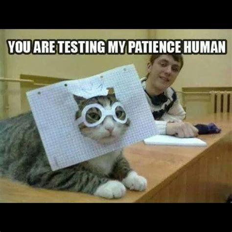 Here to satisfy all of your cat in the hat meme needs. And Now…CATS IN HATS!! More Cat Memes | casandersdotnet