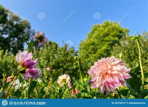 Dahlias Flower Bed Beautiful Large Multi Colored Dahlias Cut Flower