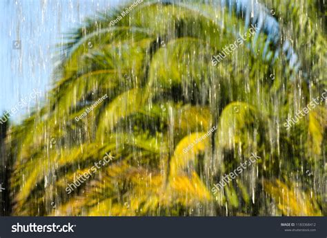 Palms Rain Tropical Hurricane Cyclone Storm Stock Photo 1183368412