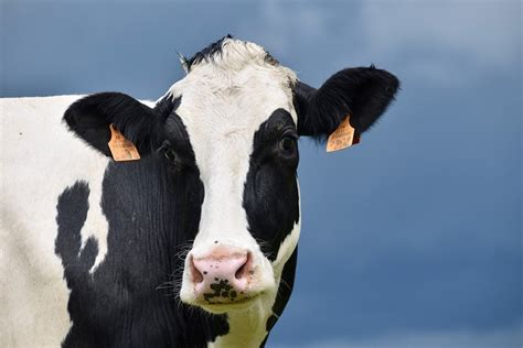 5 Best Dairy Cow Breeds For Milk Production With Pictures Pet Keen