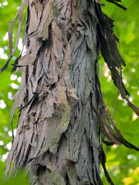 Hickory nut trees in pa. Hickory Tree Identification - Gardenerdy