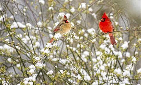 26 Cardinal Snowy Bush Royalty Free Images Stock Photos And Pictures