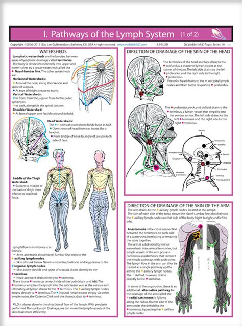 Lymphatic System Lymphatic Drainage Massage Lymphatic Massage Lymphatic