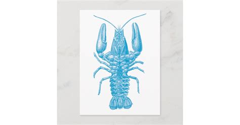 Blue Lobster Postcard Zazzle