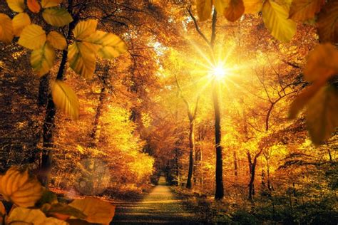 815734 4k 5k 6k 7k Autumn Parks Roads Trees Rays Of Light Sun