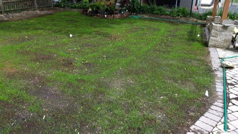 How To Seed A New Lawn The Housing Forum