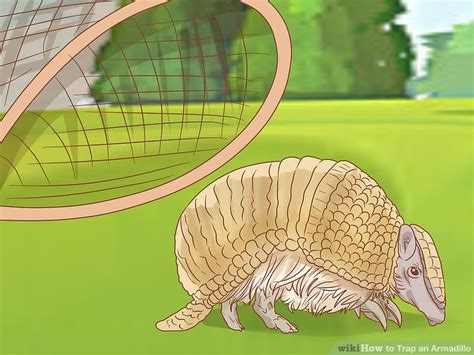 3 Ways To Trap An Armadillo Wikihow