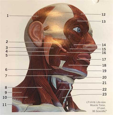 Superficial Muscles Of The Head And Neck Anterolateral View Diagram