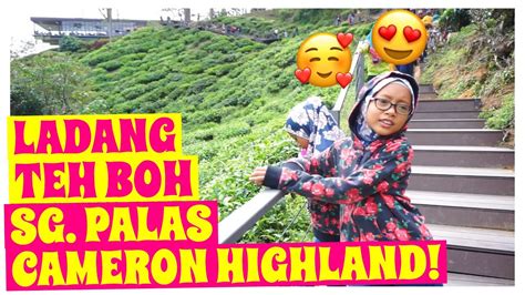 Ladang teh sungai palas yra įsikūręs 39000, brinchang, 39000 brinchang, pahang, malaizija, šalia šios vietos yra: LADANG TEH BOH SUNGAI PALAS CAMERON HIGHLAND 2019 TERBARU ...