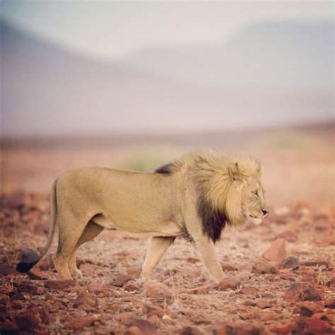 Desert Adapted Lion In Desert Rhino Camp Fully Grown Male Lion