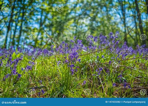 Blooming Bluebells Flower In Spring United Kingdom Stock Photo Image