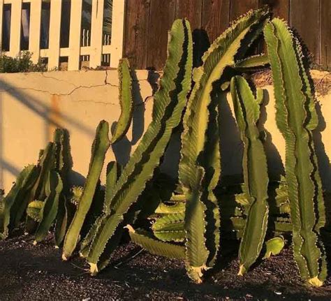 The usda hardiness zone finder is a very useful tool that can. How to Easily Root and Propagate a Cactus Step-by-Step ...