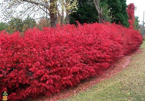 Shown here are shrubs and bushes that robert j kleinberg landscape design likes to use on their projects, with photos and short descriptions. Burning Bush | Garden landscaping, Burning bush shrub ...