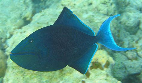 Redtoothed Triggerfish Wikipedia