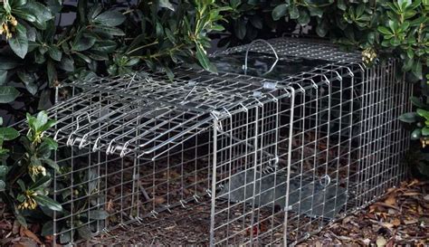 Top 10 Best Squirrel Traps In 2021 Reviews