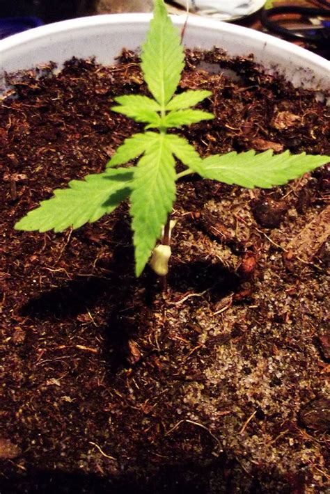 Como marihuana se conoce a la parte de la planta del cáñamo que nos podemos fumar o ingerir para disfrutar de sus múltiples efectos terapéuticos gracias al contenido de thc. Fotos de faso mariguana: pequeña planta de marihuana