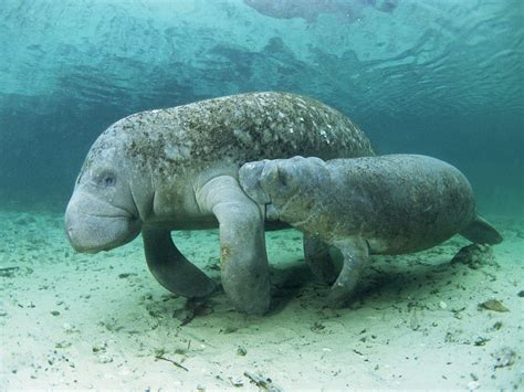 Manatee Wallpapers Wallpaper Cave