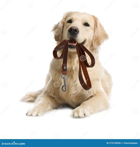 Adorable Golden Retriever Dog Holding Leash In Mouth On White