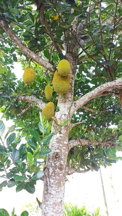 Jackfruit Tree Photo Stock Image Image Of Evergreen 258528417