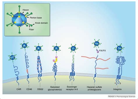 Adenovirus receptors: implications for targeting of viral vectors