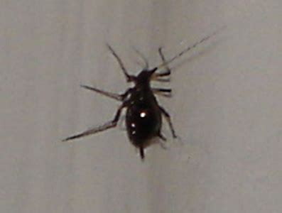 In this picture, the bigger, rounder bugs are they are labeled for use on many shade trees and ornamental plants for aphid control, but are not safe to. Aphids in the House: Did they come in with the Christmas ...