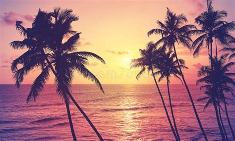 Coconut Palm Trees Silhouettes At Sunset Color Toning Applied Stock