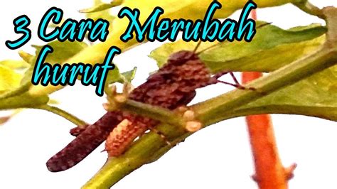Maybe you would like to learn more about one of these? 3 Cara Merubah Huruf di Excel - YouTube