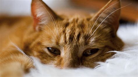 Cat Throwing up Food But Acting Normal? HELP! | Pawsome Kitty