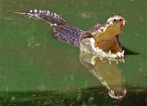 Funny & Laugh: Most Dangerous UnderWater Animals
