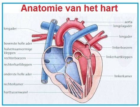 Anatomie Hart Menselijk Lichaam Hart Anatomie Het Menselijk Lichaam