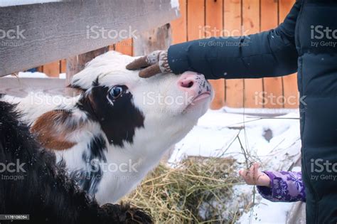 A Womans Hand Stroking The Face Of A Cow Cattle In The Winter Pen The