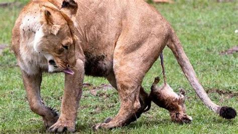Pregnant Lion Giving Birth