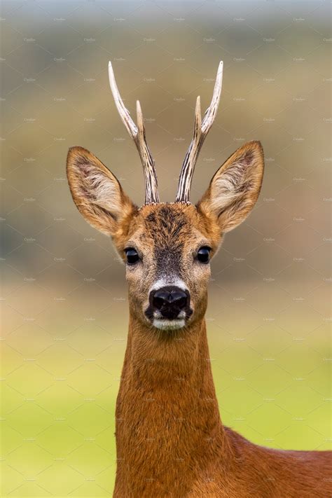Portrait of a roe deer, capreolus | Animals, Wild animals photography