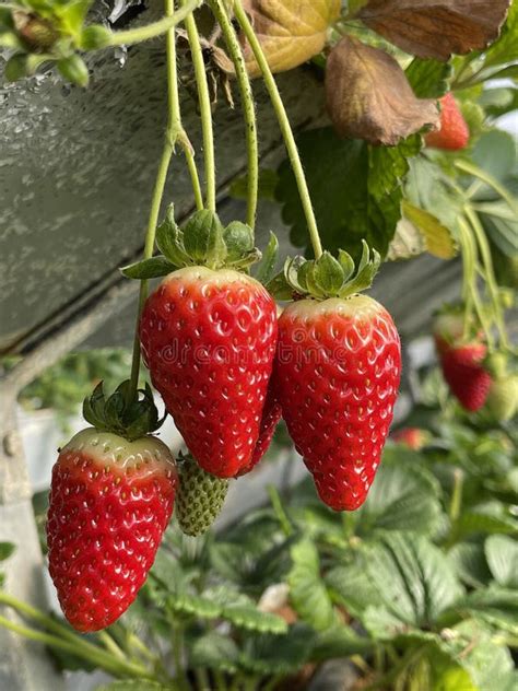 Fresh Organic Ripe Strawberries Growing On Strawberry Farm In