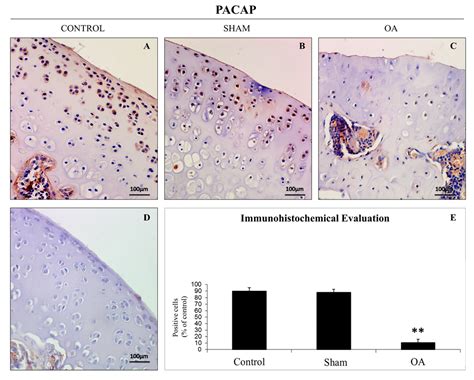 ijms special issue apoptotic chondrocytes and osteoarthritis
