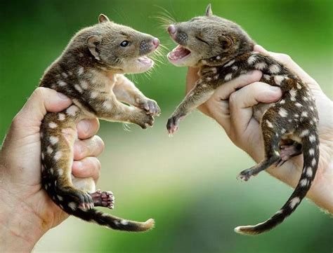 Baby Tiger Quolls The Quoll Is A Carnivorous Marsupial Native To