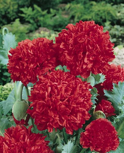 Check spelling or type a new query. Peony Poppy Seeds | Pompom Poppies | Annual Flower Seeds