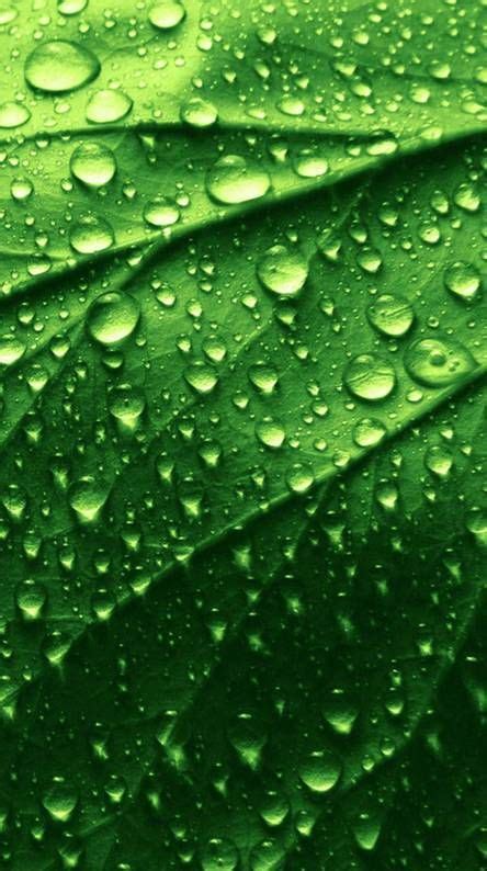 Green Leaf Green Aesthetic Aesthetic Wallpapers
