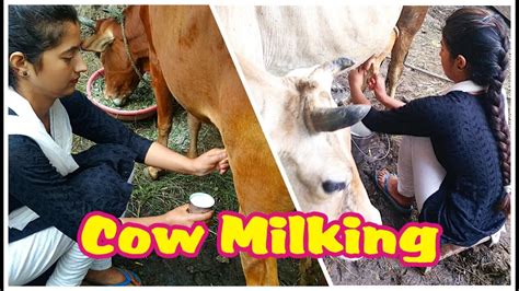 Cow Milking Full Cow Milking By Hand Our Village Lifestyle Youtube