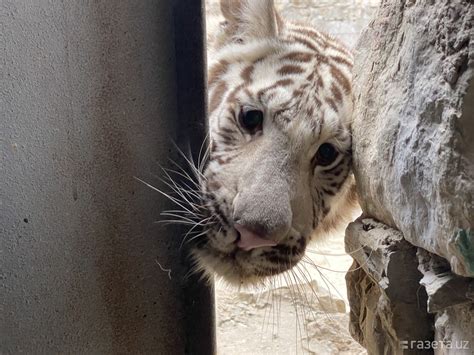 В Ташкентском зоопарке новый обитатель белый тигрёнок Новости
