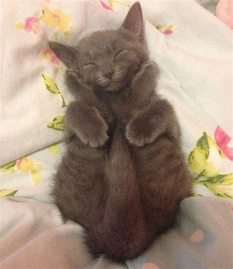 Disfruta De Estas Divertidas Fotos De Mascotas Durmiendo Gato