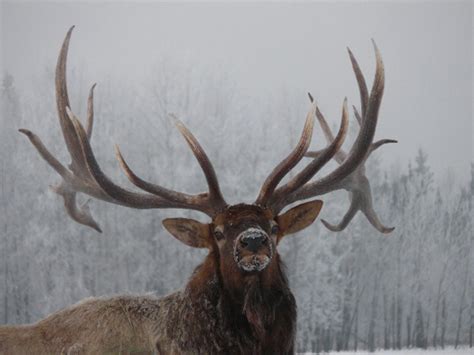 Monster Elk Juniper Mountain Ranch