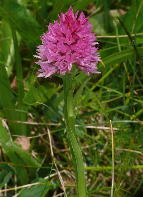 Before she became pregnant with him, his mother had contracted. Gymnadenia archiducis-joannis