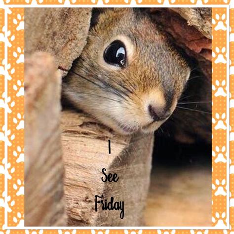 Pin By Mari R On Monday Through Friday In 2020 Squirrel Pictures