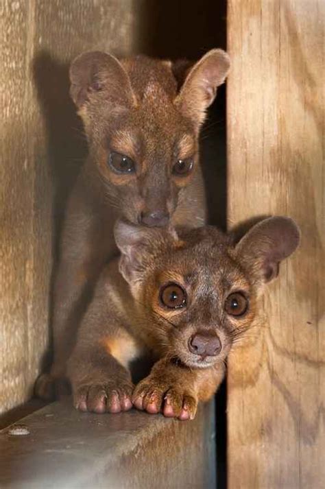 The Fossa Is Your New Favorite Animal Animals Beautiful
