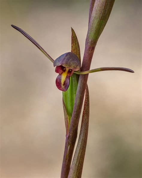 14 Beautiful Flowers That Look Like Birds With Pictures