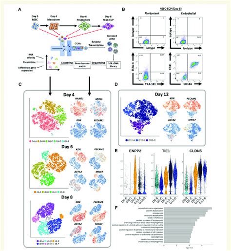 Single Cell Rna Sequencing Analysis Of Human Embryonic Stem