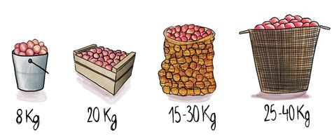 Vos pommes à quel moment les récolter et comment les stocker